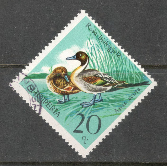 Albania 1975 20 Quintar Multicoloured Bird Wild Fowl Anas Acuta Stamp - Perfin: 12.0