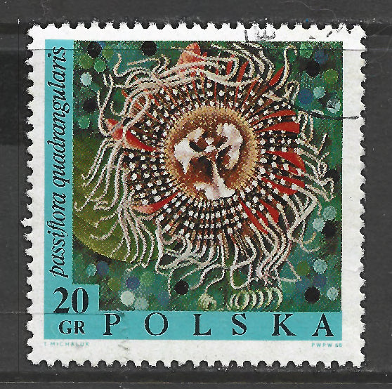 Poland Polska 1968 Flowers Passiflora Quadrangularis Stamp - Cancelled