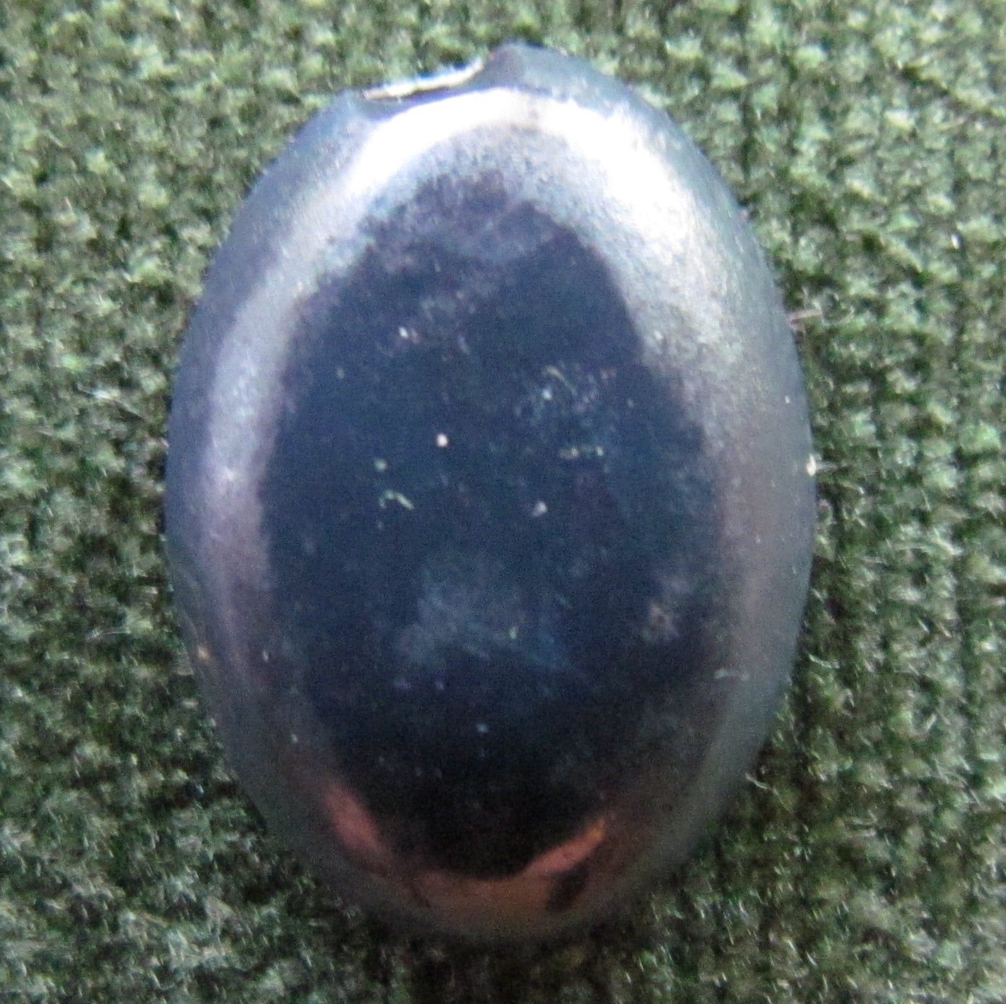 Unset Oval Lightning Ridge Opal Doublet