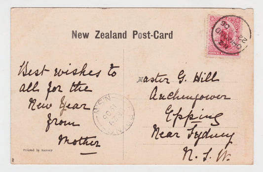 Postcard Sheep Farm Gisbourne New Zealand 1906