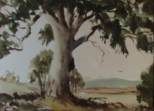 Unsigned Watercolour Australian Landscape The Big Gum