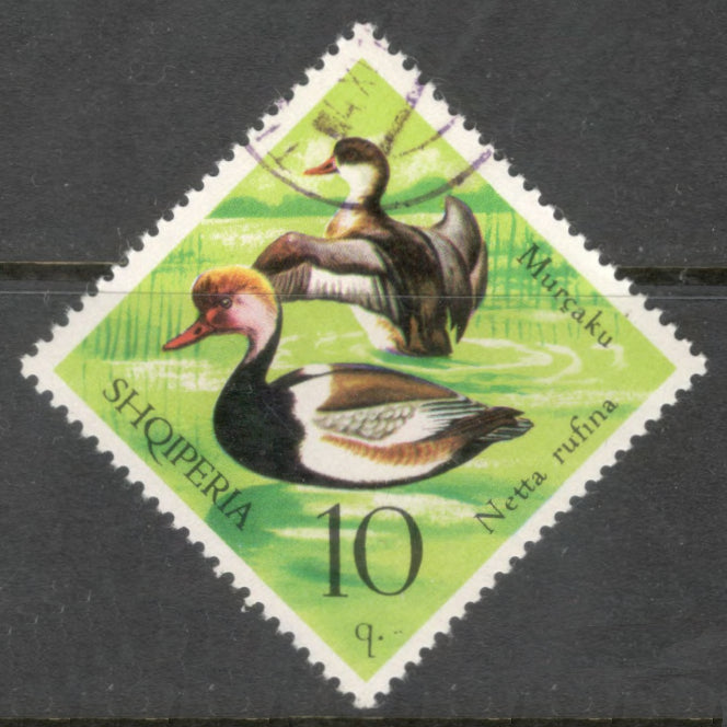 Albania 1975 10 Quintar Multicoloured Bird Wild Fowl Netta Rufina Stamp - Perfin: 12.0