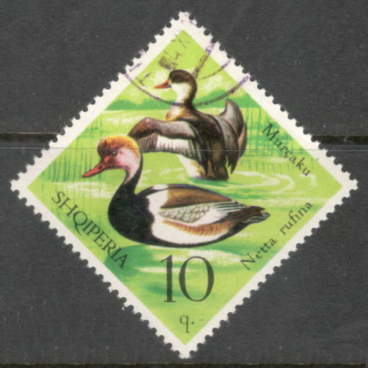 Albania 1975 10 Quintar Multicoloured Bird Wild Fowl Netta Rufina Stamp - Perfin: 12.0