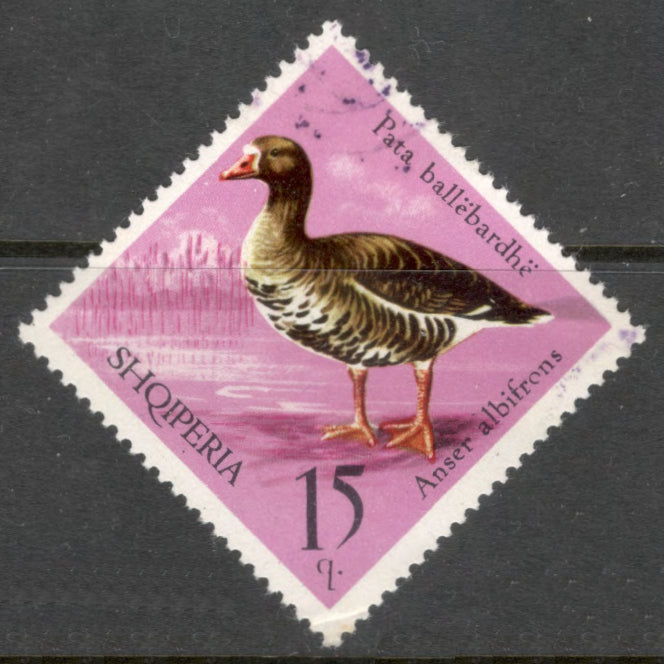 Albania 1975 15 Quintar Multicoloured Bird Wild Fowl Anser Albifrons Stamp - Perfin: 12.0