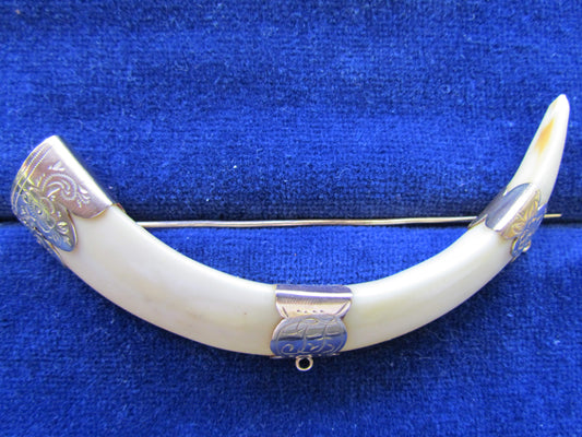 Gold Mounted Claw Tusk Brooch