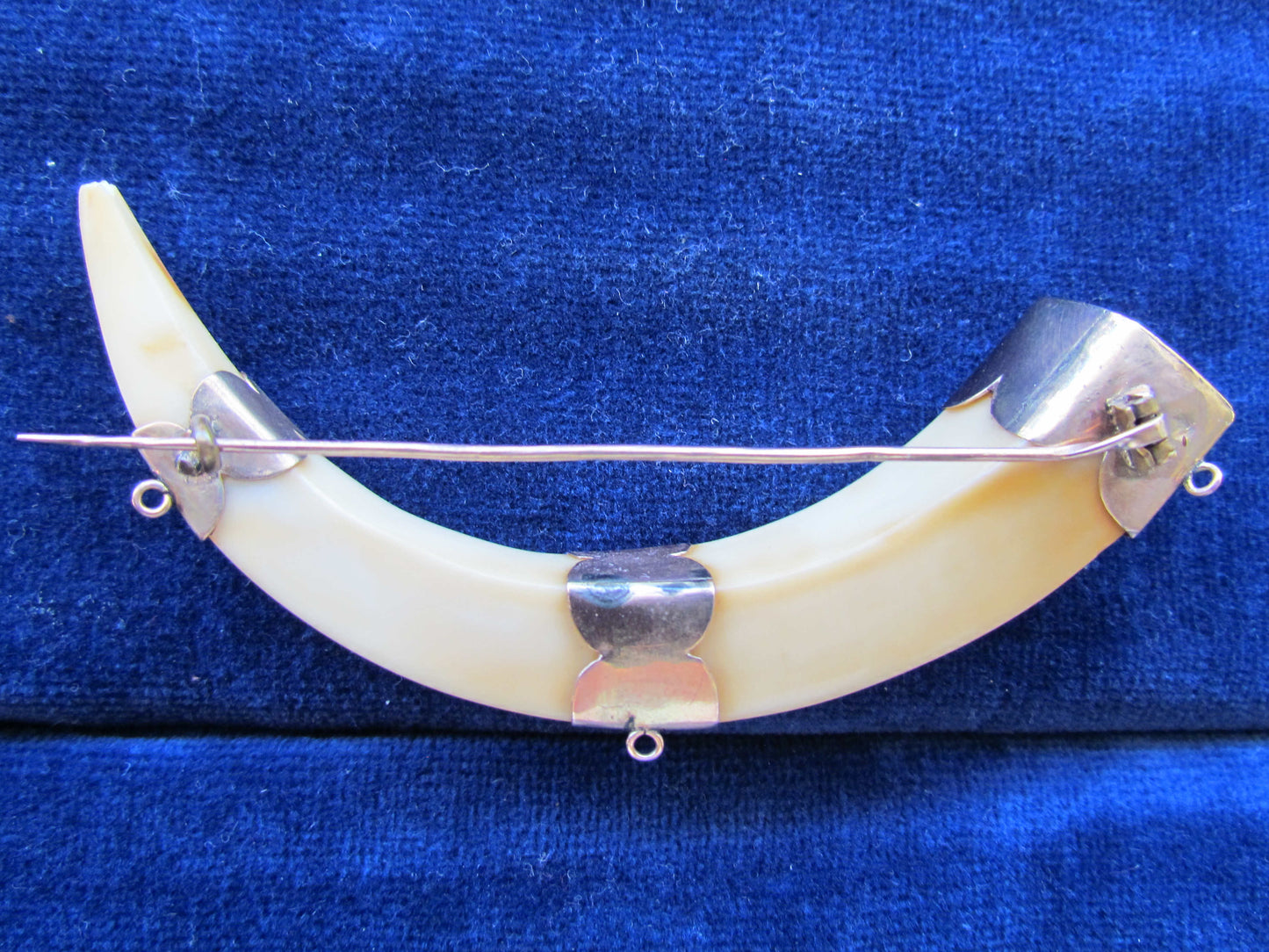 Gold Mounted Claw Tusk Brooch