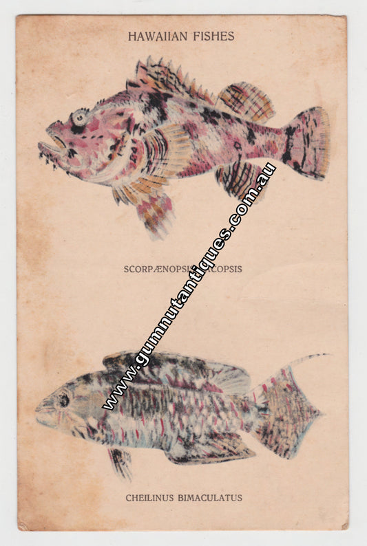 Postcard Hawaiin Fishes 1909