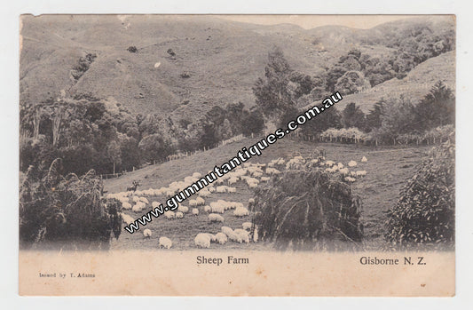 Postcard Sheep Farm Gisbourne New Zealand 1906